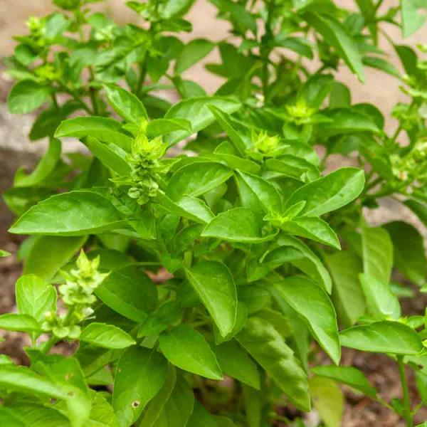 Aromatiques - Basilic Marseillais - face recto